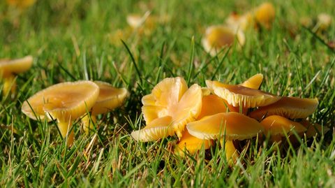 Fairy Ring Type III - image from UK. 