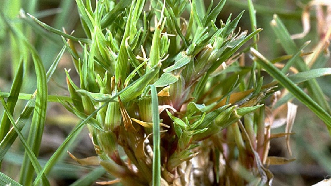 Couchgrass Mite 