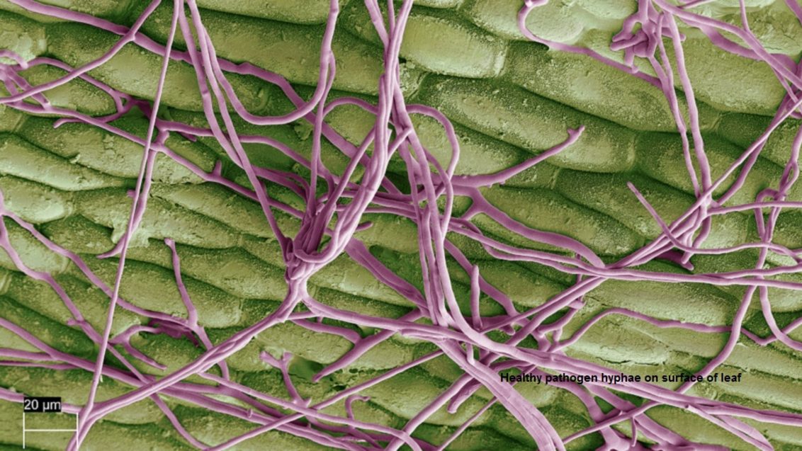 Healthy pathogen on leaf surface