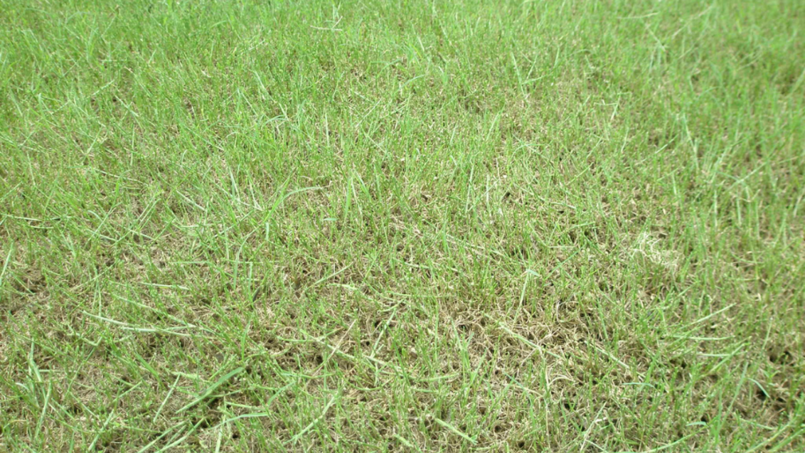 Damage from Lawn armyworms