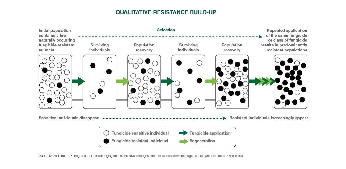 Qualitative pathogen population diagram