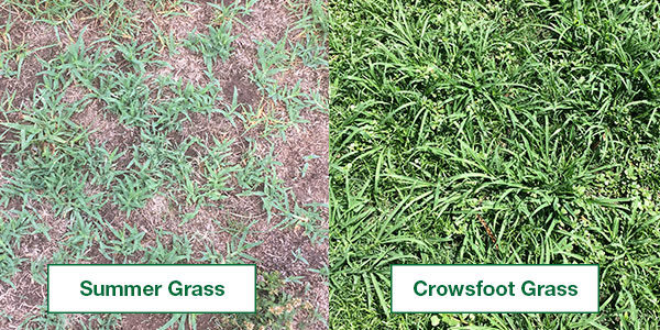 Summer Grass Crowsfoot Grass