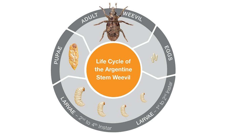 Life Cycle of the Argentine Stem Weevil. © Syngenta 2019.