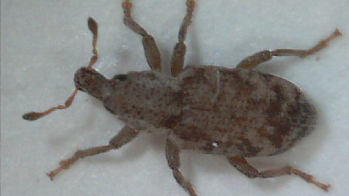 Argentine Stem Weevil from above, close