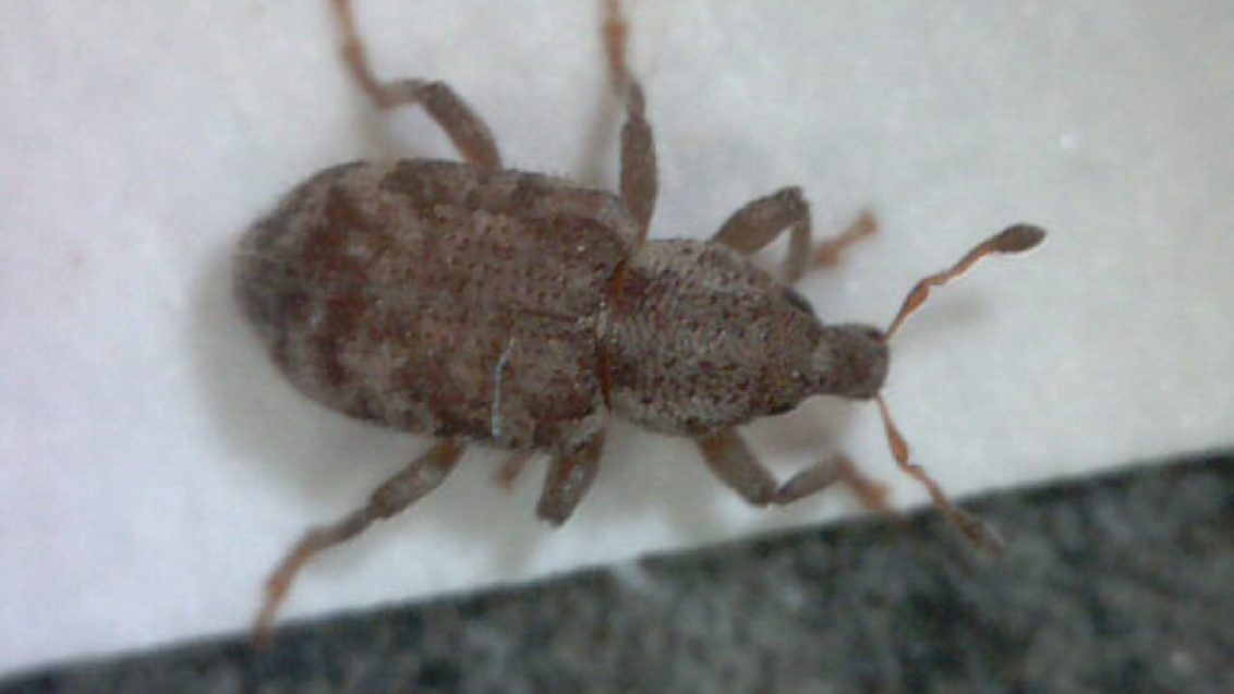 Argentine Stem Weevil from above