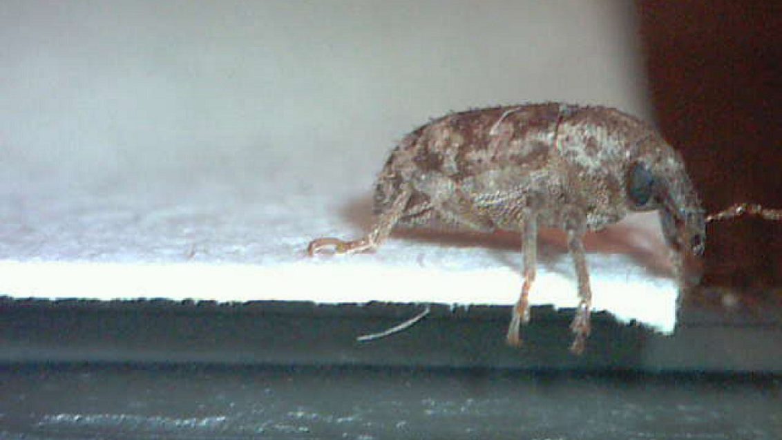 Argentine Stem Weevil from the side