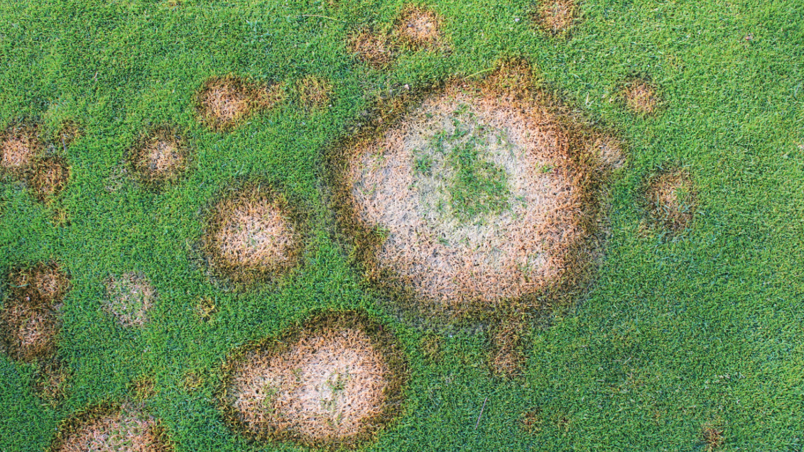 Microdocium patch (c) Syngenta