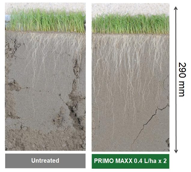PRIMO MAXX superior rooting and drought resistance